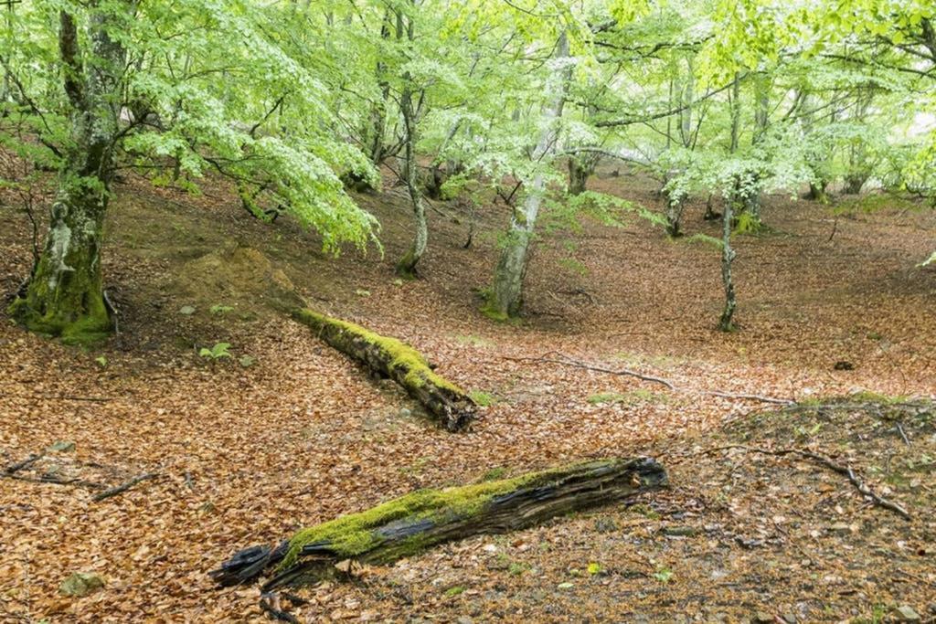 Los Molinos - Atico En Montana De Asturias Felechosa Esterno foto